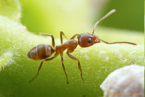 Argentine ant closeup