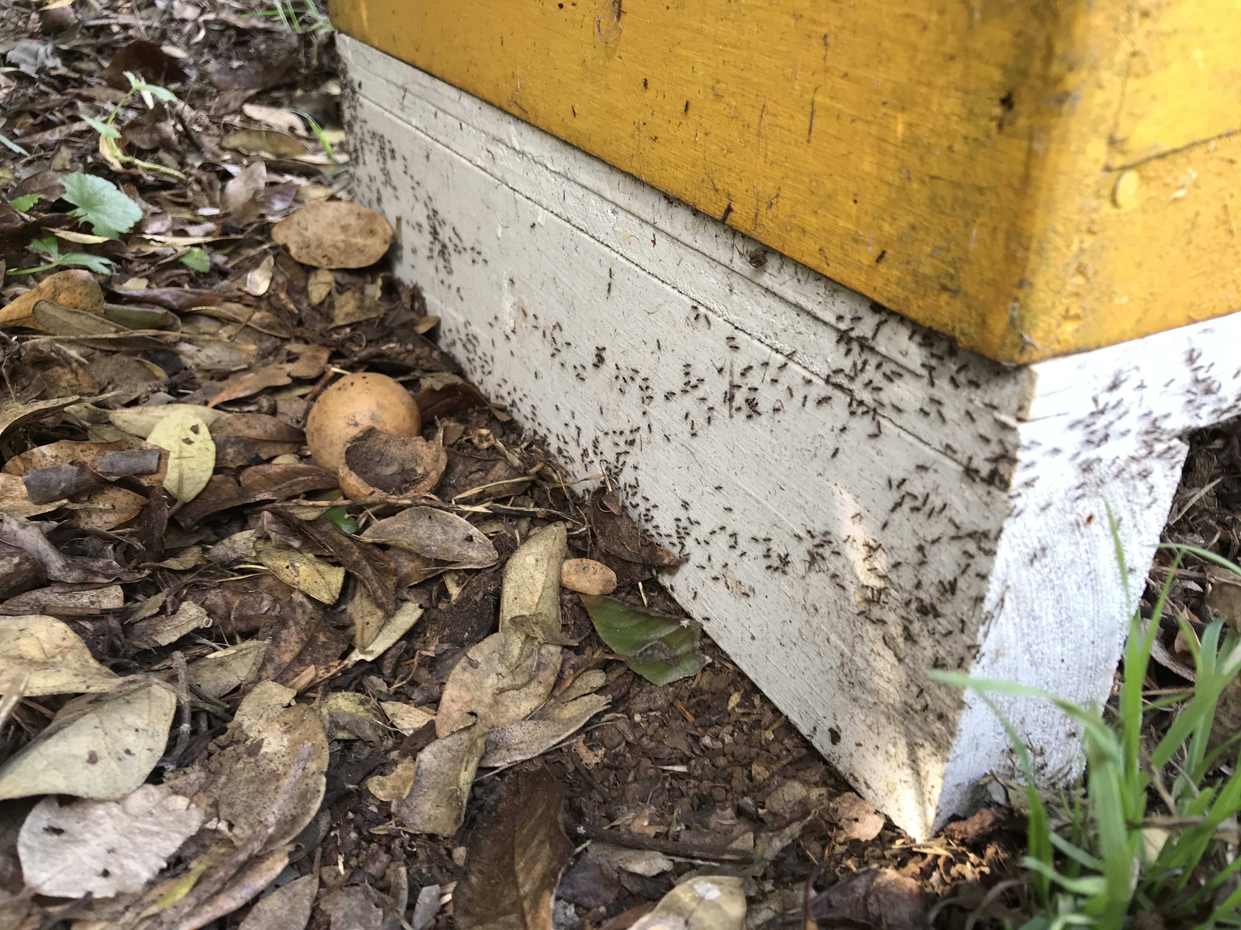 argentine ants a problem for bees