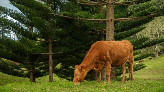 cow